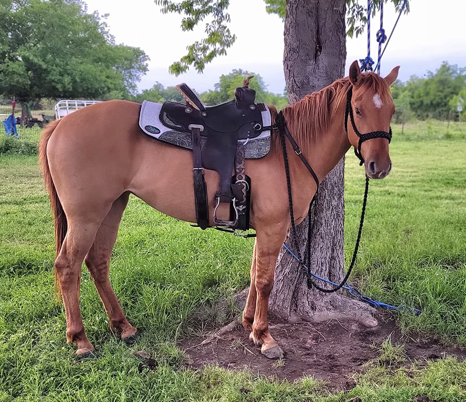 Southwestern Equine OrthoRide Made in USA Premium All Wool Build up, Saddle Pad Western, Classic Contour Saddle Pad, Ortho Pad Horse Saddle Pad, Saddle Blanket, 30x30 & 31x32 customer photo 1