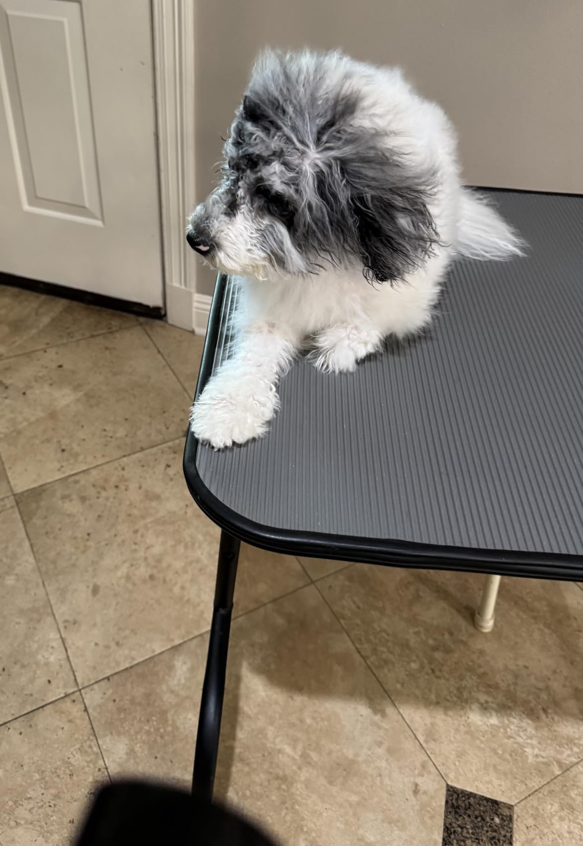 Dog Dryer for Pet Grooming, Pet Hair Dryer with Heater, Blue customer photo 2