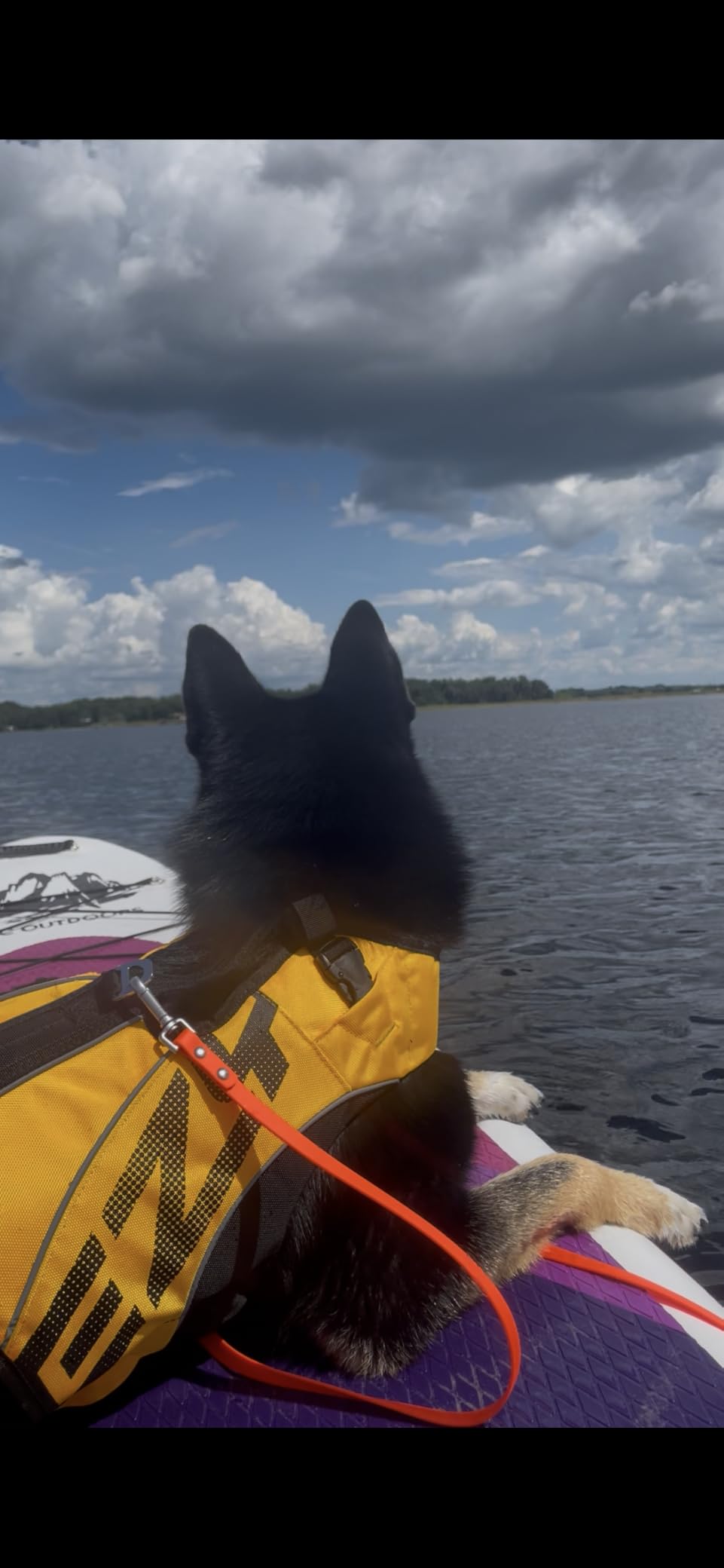 EzyDog DFD X2 Dog Life Jacket, Grab Handle, Reflective Trim - Medium Yellow customer photo 2