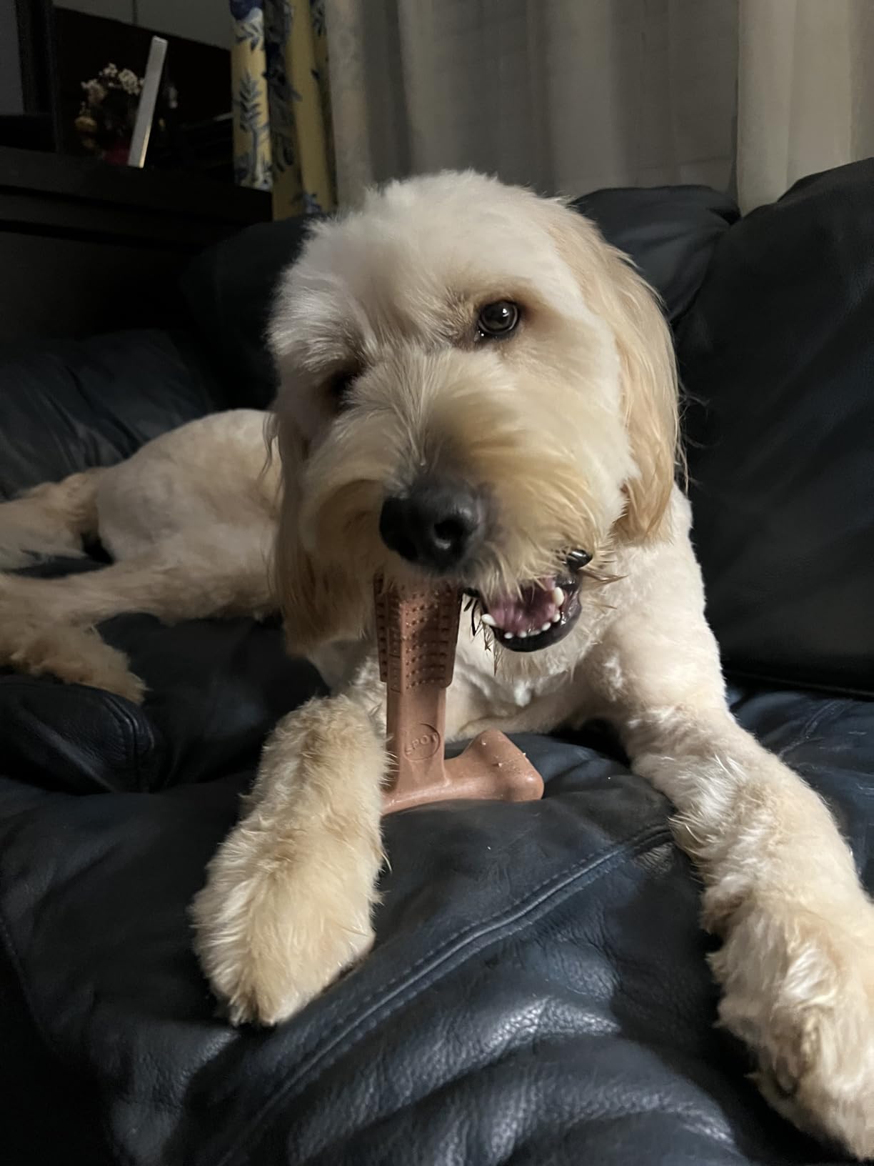 SPOT Bam-Bones Plus T Bone – Bamboo Fiber & Nylon Dog Chew Toy for Moderate to Aggressive Chewers, Durable Long Lasting & Non-Splintering, Beef Flavor Toy for Adult Dogs & Puppies Under 60 lbs, 6 in customer photo 2