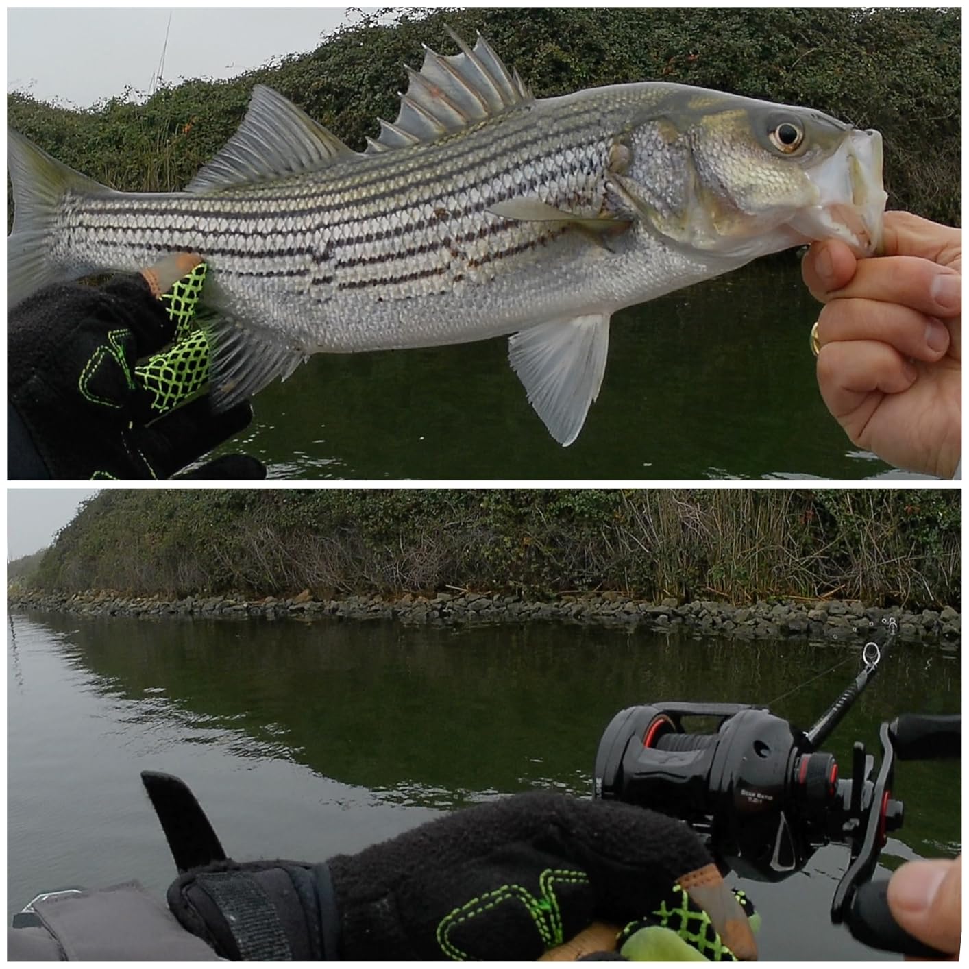 KastKing Royale Legend II Baitcasting Reels, Available in 5.4:1 and 7.2:1 | Max Drag: 17.64 lb, 5+1 BB, 7.2 oz, Stainless Steel Main Shaft, CNC Aluminum Spool, Cross-Fire 8 Magnet Braking System customer photo 2