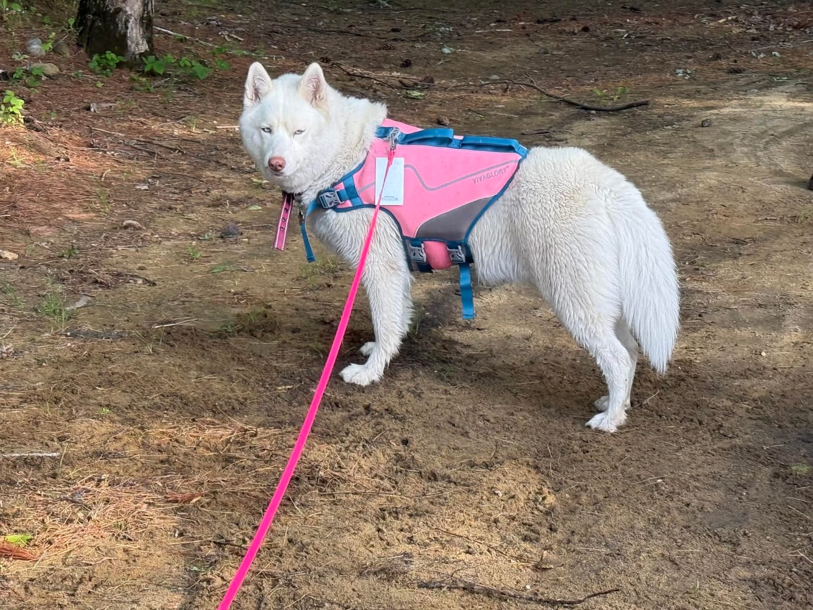 VIVAGLORY Dog Life Vest Neoprene Dog Swim Vest, S, Pink customer photo 1