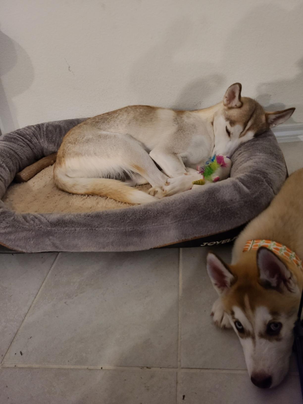 JOYELF XLarge Memory Foam Dog Bed, Orthopedic Dog Bed & Sofa with Removable Washable Cover and Squeaker Toy as Gift customer photo 1
