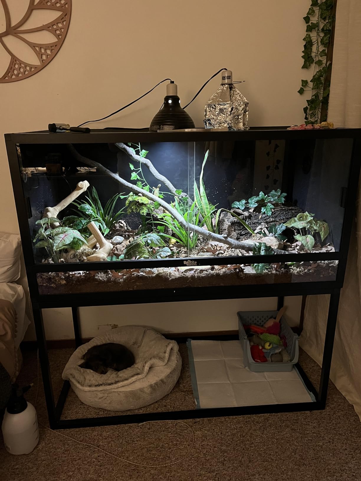 The Bio Dude Terra Firma Reptile Substrate 36 quarts for terrariums and vivariums. Bioactive Habitat Substrate for Ball Pythons, kingsnakes, milksnakes, arachnids and Lizards customer photo 2