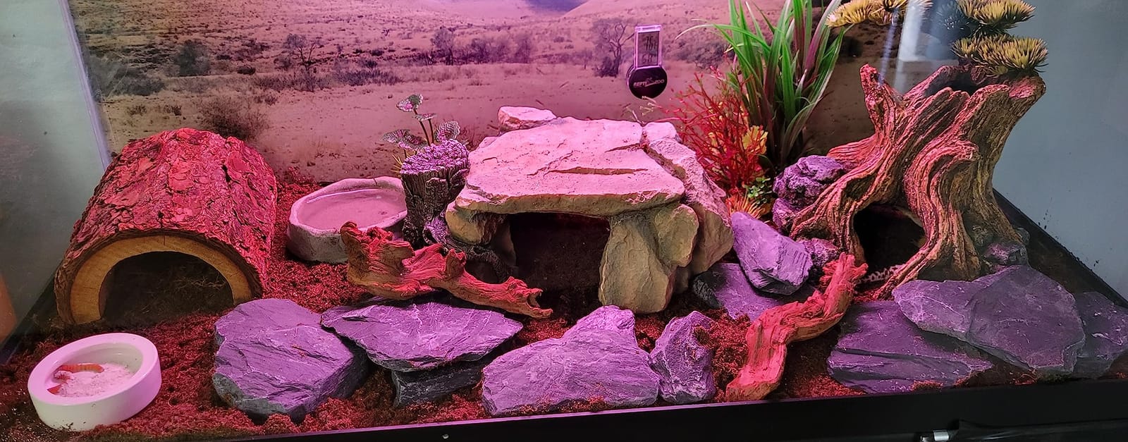 The Bio Dude Terra Sahara Bioactive Reptile Substrate 36 quarts for terrariums and vivariums. Bioactive Substrate for Bearded Dragons, Uromastyx, Leopard Geckos and More! customer photo 1