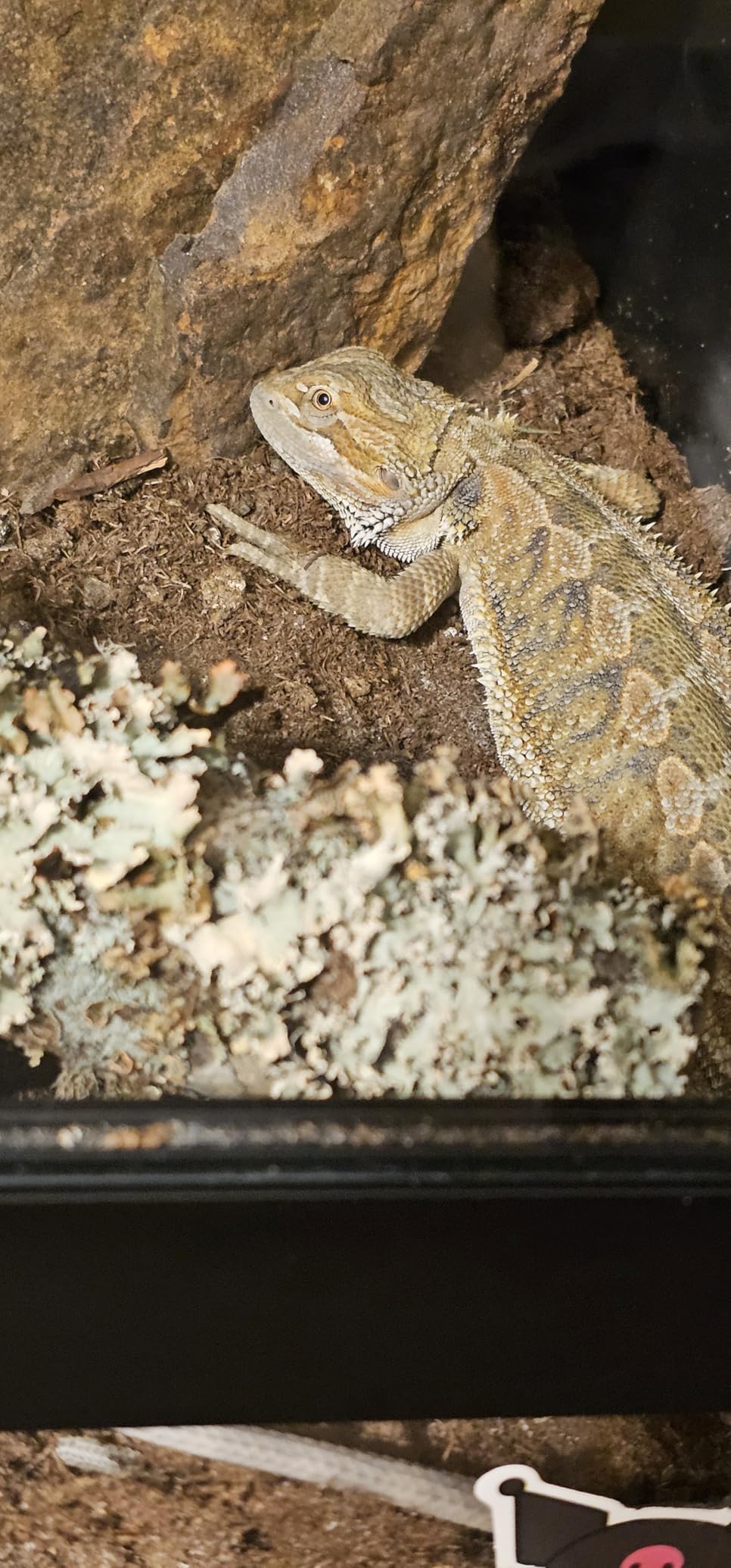 The Bio Dude Terra Sahara Bioactive Reptile Substrate 36 quarts for terrariums and vivariums. Bioactive Substrate for Bearded Dragons, Uromastyx, Leopard Geckos and More! customer photo 2
