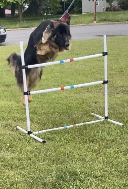 Midlee Dog Agility Beginner Set- Hoop Jump, Weave Poles, and Bar Jump customer photo 2