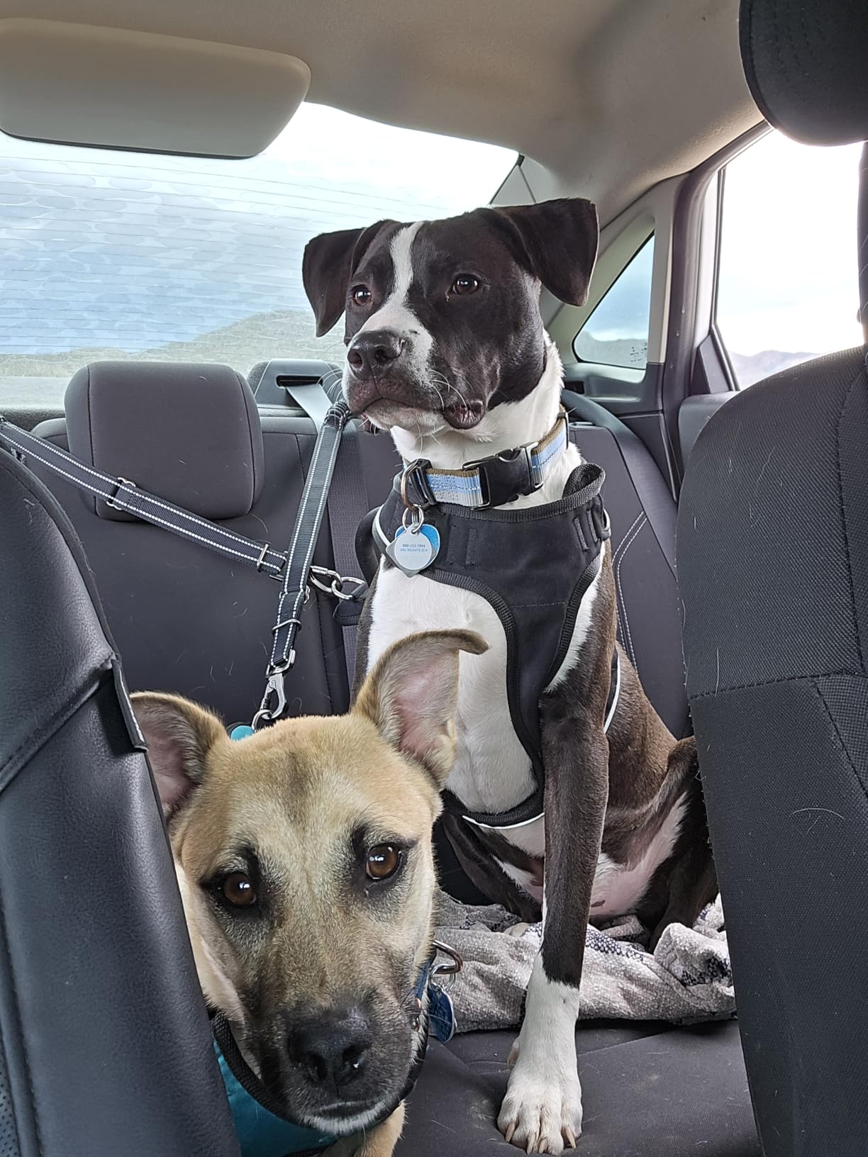 Dog Seat Belt 3-in-1 Car Harness for Dogs Adjustable Safety Seatbelt for Car Nylon Reflective Bungee Fabric Dog Car Harness with Clip Hook Latch & Buckle, Swivel Zinc Alloy Carabiner (Black) customer photo 2