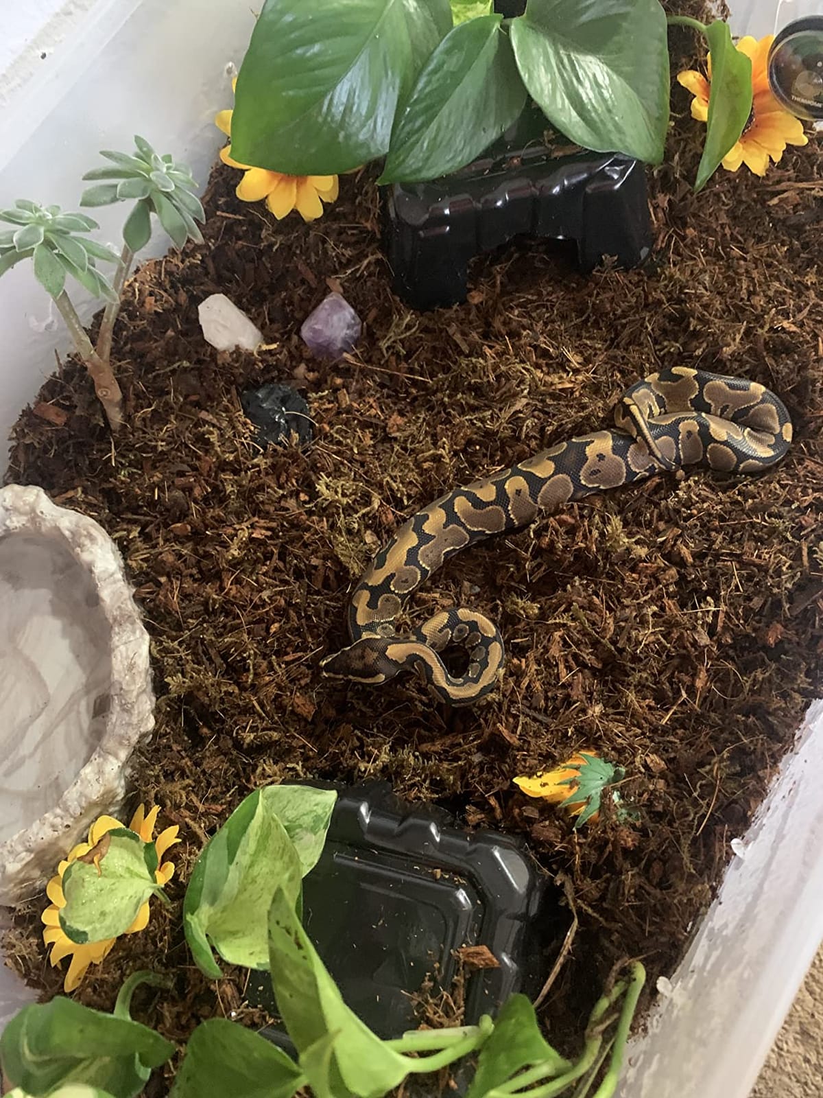 Tikaton Reptile Heat Pad - Adjustable Temperature Under Tank Heater for 10-20gal/30-40gal Tank customer photo 2