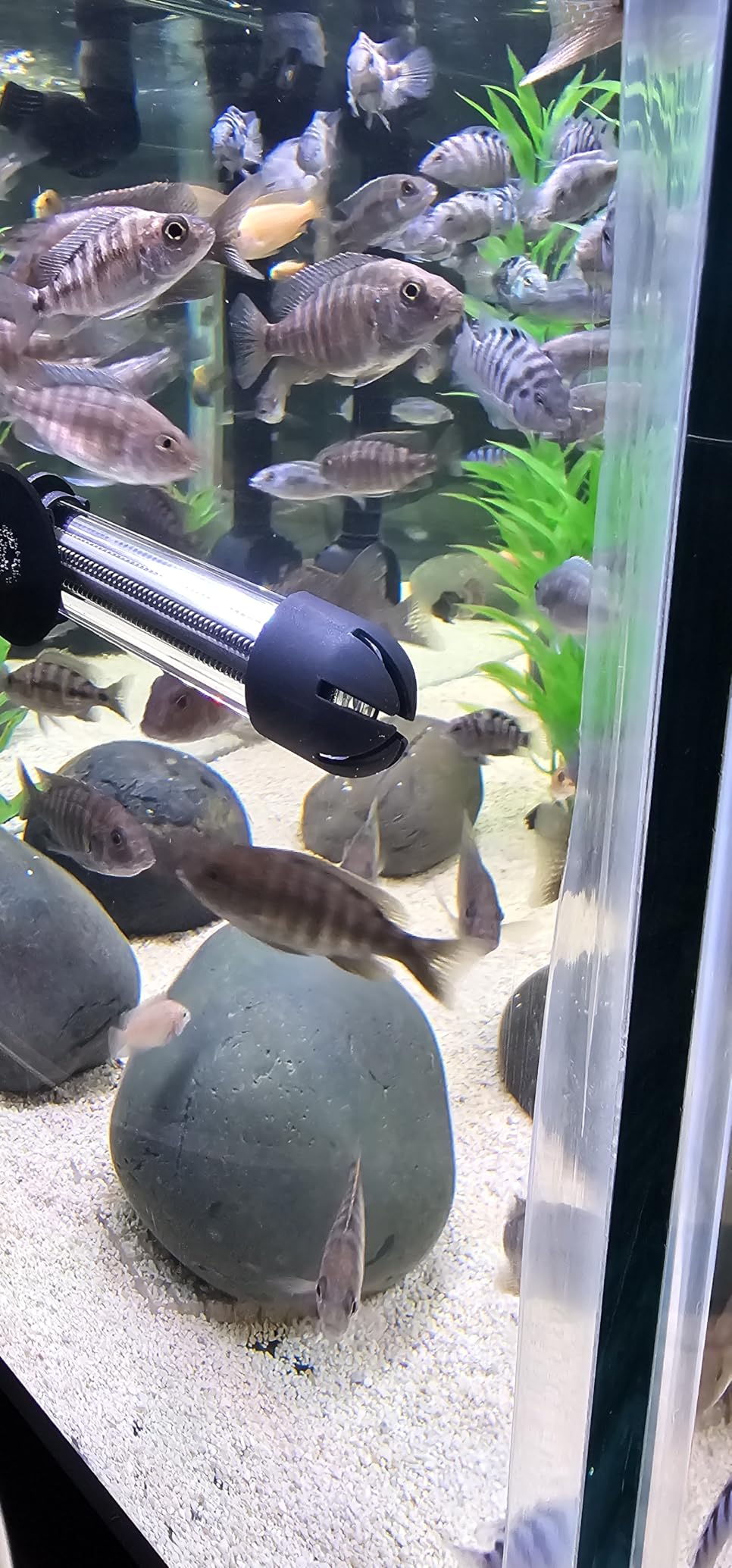 HITOP 300W Adjustable Aquarium Heater, Submersible Fish Tank Heater Thermostat with Suction Cups for 45-65Gal customer photo 2