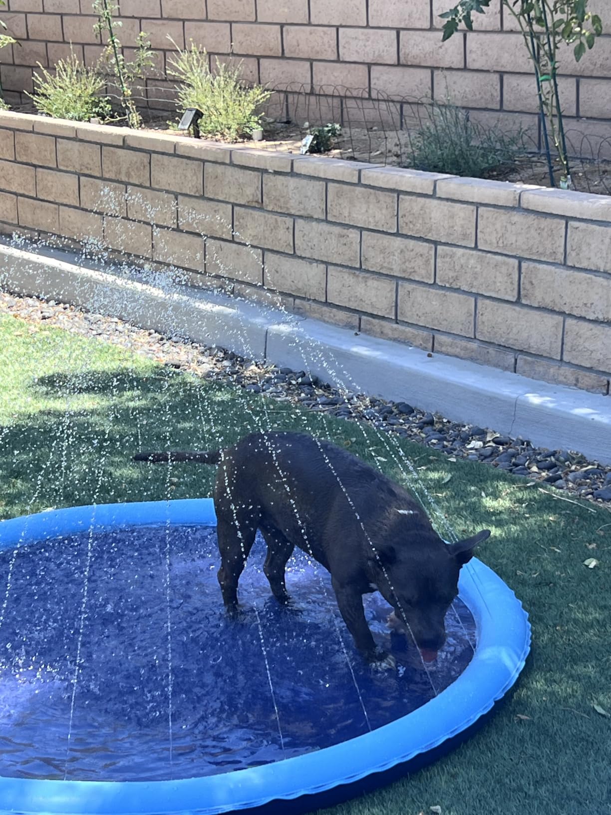 Peteast Dog Pool, Anti-Slip Splash Pad for Dogs, 67 in, Blue customer photo 1
