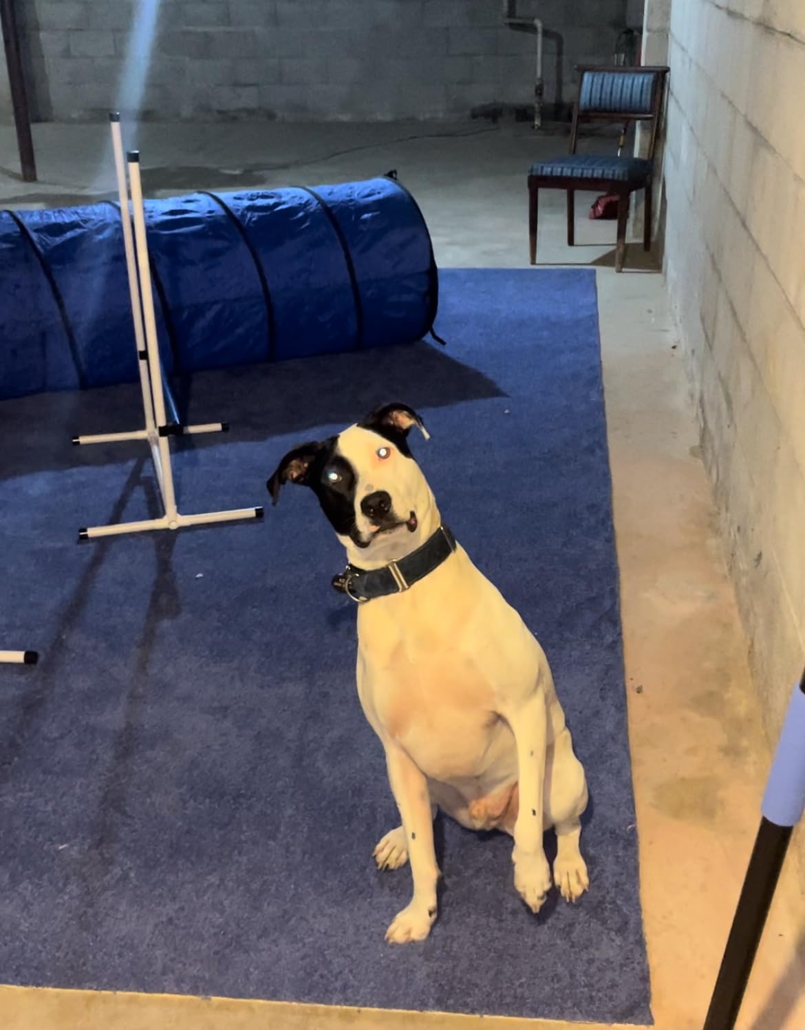 Better Sporting Dogs 3 Piece Dog Agility Equipment Set customer photo 1