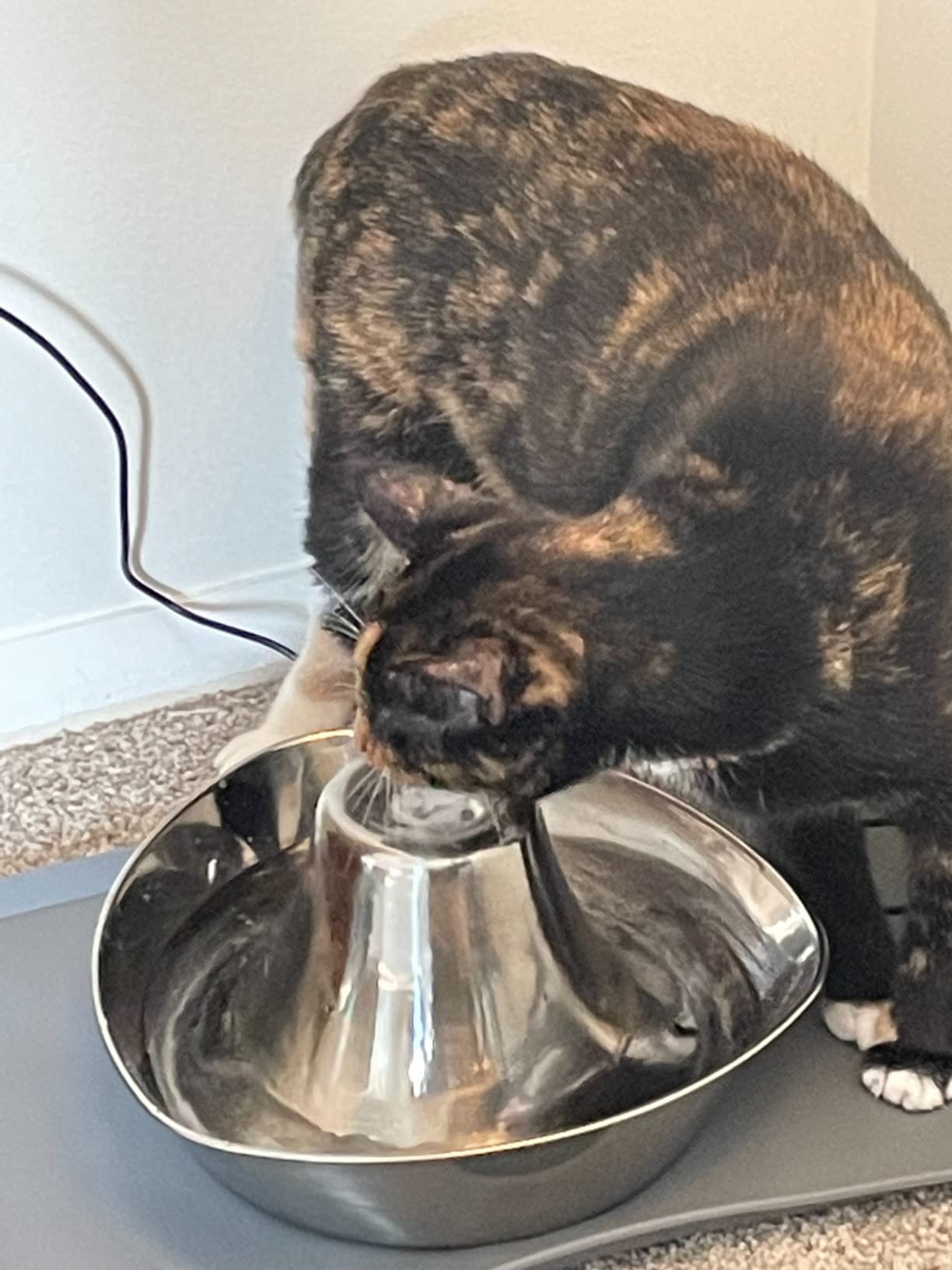 PetSafe Seaside Stainless Cat & Dog Fountain, 60 oz, 2 Filters & Pump | 60 Oz Capacity, 360-Degree Flow, Triple-Filter with 2.5x More Activated Carbon, Scratch/Rust-Resistant Stainless Steel customer photo 1