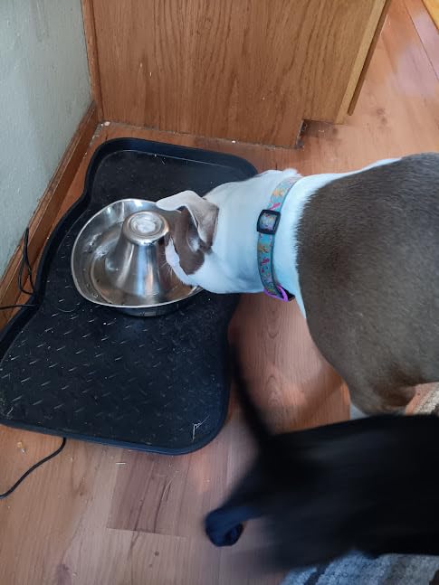 PetSafe Seaside Stainless Cat & Dog Fountain, 60 oz, 2 Filters & Pump | 60 Oz Capacity, 360-Degree Flow, Triple-Filter with 2.5x More Activated Carbon, Scratch/Rust-Resistant Stainless Steel customer photo 2