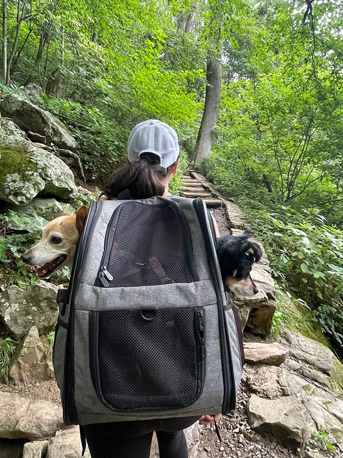 Apollo Walker Cat Carrier Backpack for Small Dogs and Cats Up to 18 lb, Side Pockets, Four-Sided Breathable Mesh, Stability Package, Removable Pad, 3D Back Panel customer photo 1