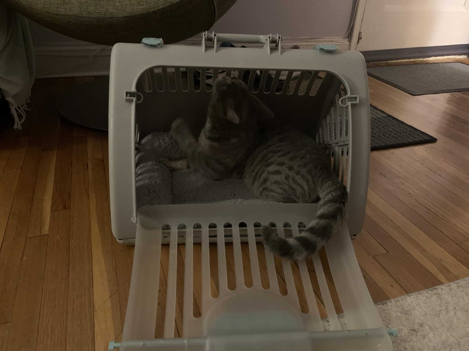SportPet Large Hard-Sided Travel Cat Carrier - Cat Carrier with Patented Wide Side-Opening Door, Foldable Portable Pet Carrier with Removable Bed for Cats & Small Pets up to 25lbs - Gray customer photo 1