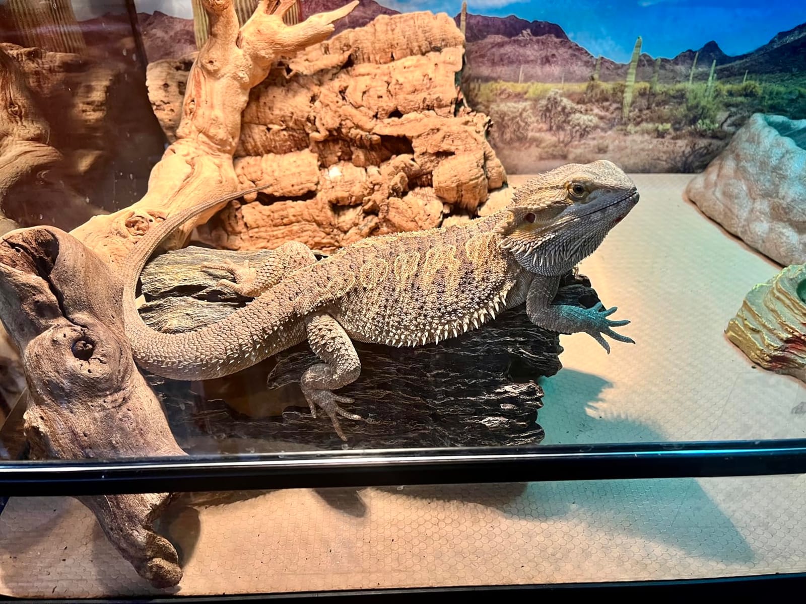 Lizard, Snake or Reptile Hide. XL Large 14