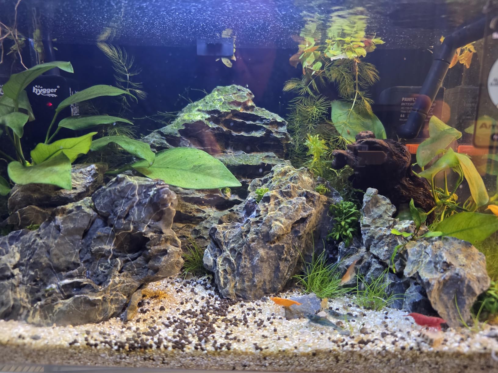 Ultum Nature Systems Ultra Clear Rimless Aquarium - Low Iron Glass Fish Tank with 45° Mitered Edges, 5mm-12mm Thick, Leveling Mat Included (5S, Shallow, 2 Gallon) customer photo 2