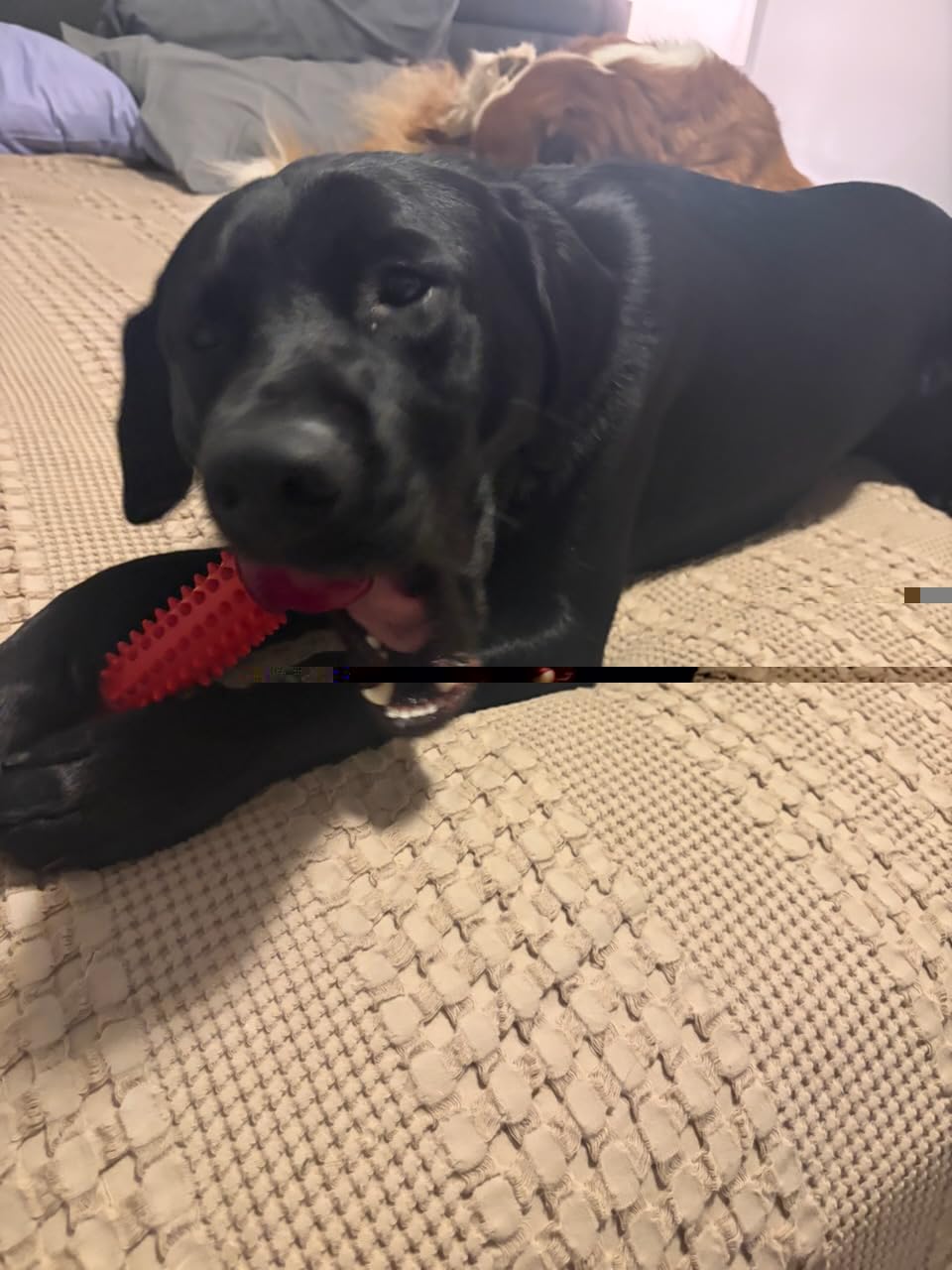 Tough Dog Toys for Aggressive Chewers: Beef Flavored Long Lasting Dog Bones for Large Dogs, Indestructible Dog Chew Toys to Keep Them Busy, Large Dog Toys for Medium & Large Breed, Red customer photo 2