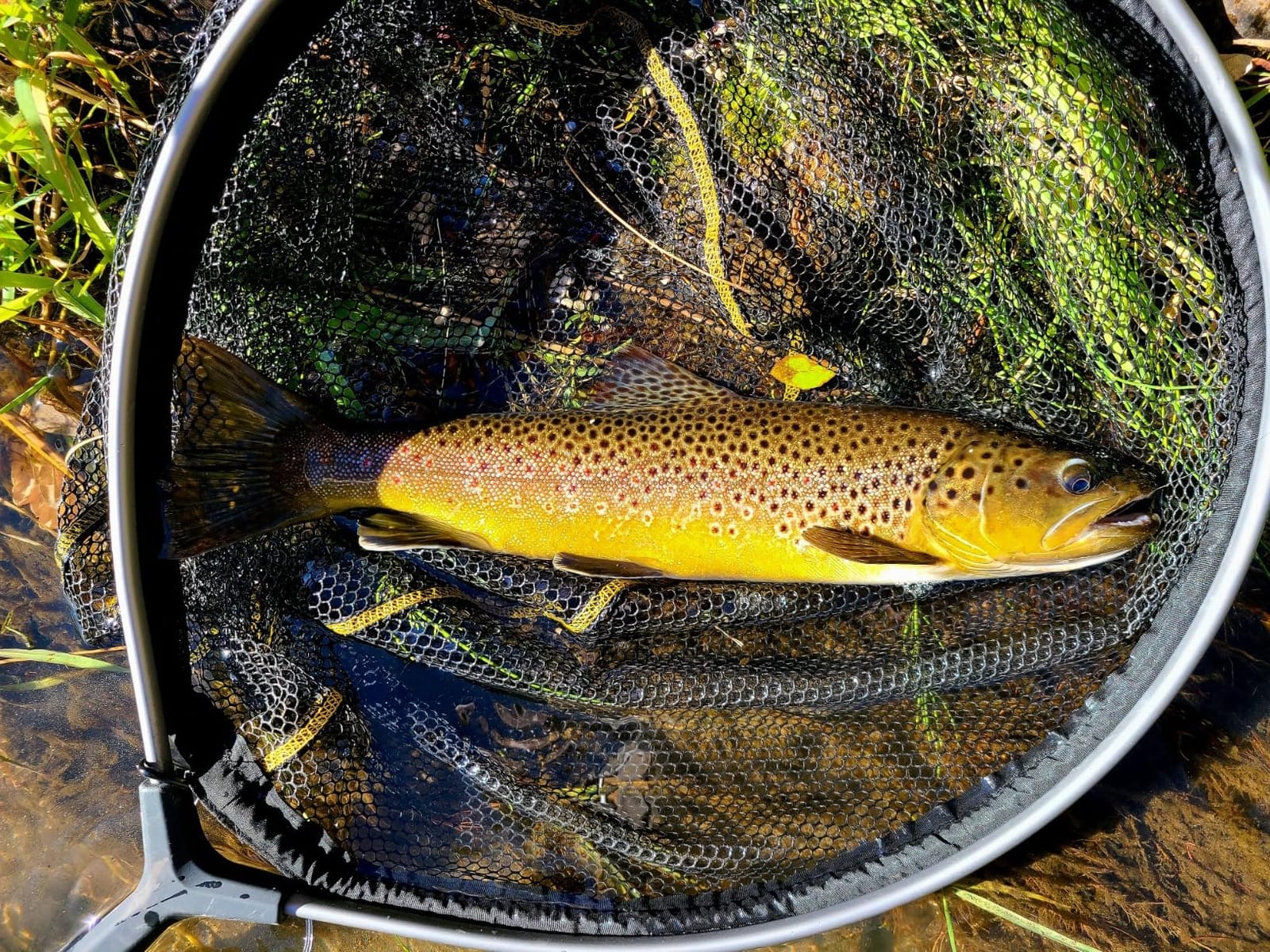 Frabill Floating Trout Net customer photo 2