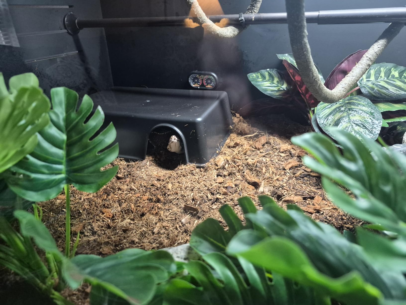 Leoterra Snake Hides for Ball Pythons X-Large Ball Python Hides 16.5