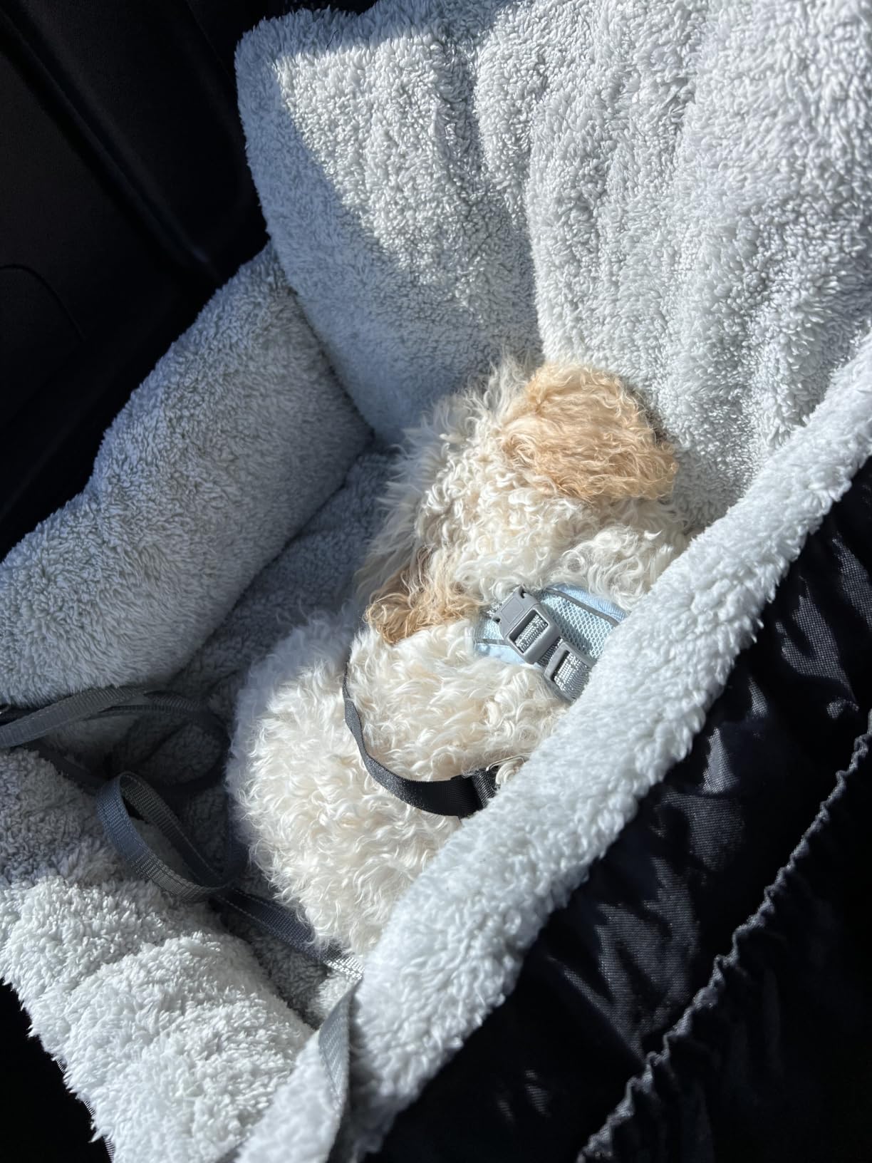 BurgeonNest Dog Car Seat for Small Dogs & Cats Under 25 lbs, Black customer photo 1