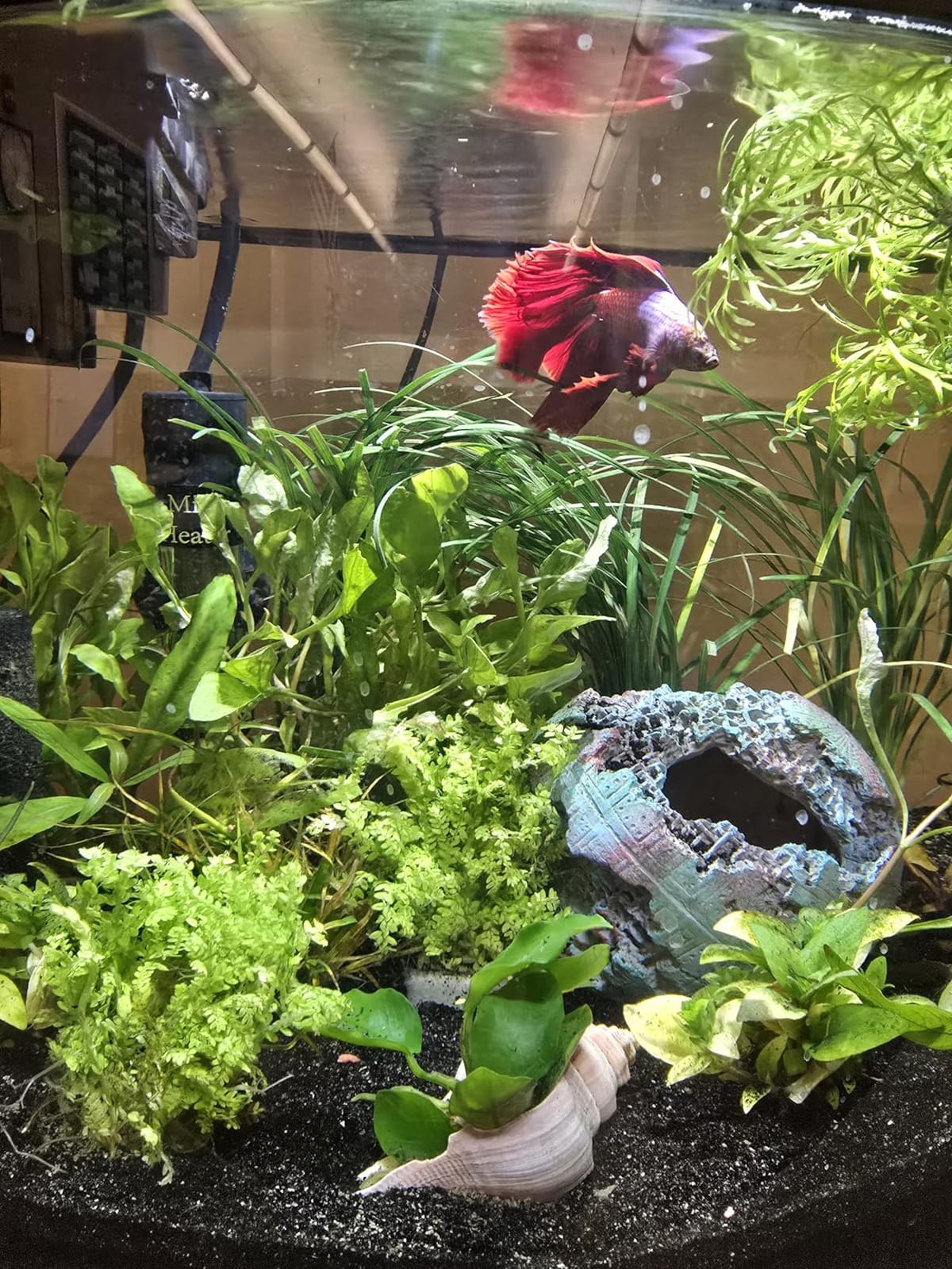 Aqueon LED MiniBow Small Aquarium Fish Tank Kit, Black, 2.5 Gallon customer photo 1