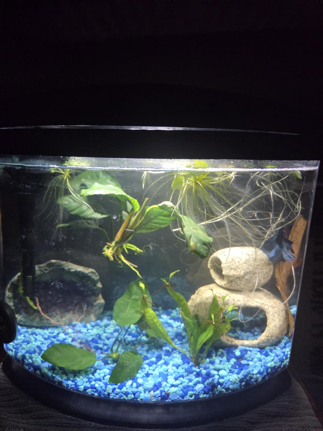 Aqueon LED MiniBow Small Aquarium Fish Tank Kit, Black, 2.5 Gallon customer photo 2
