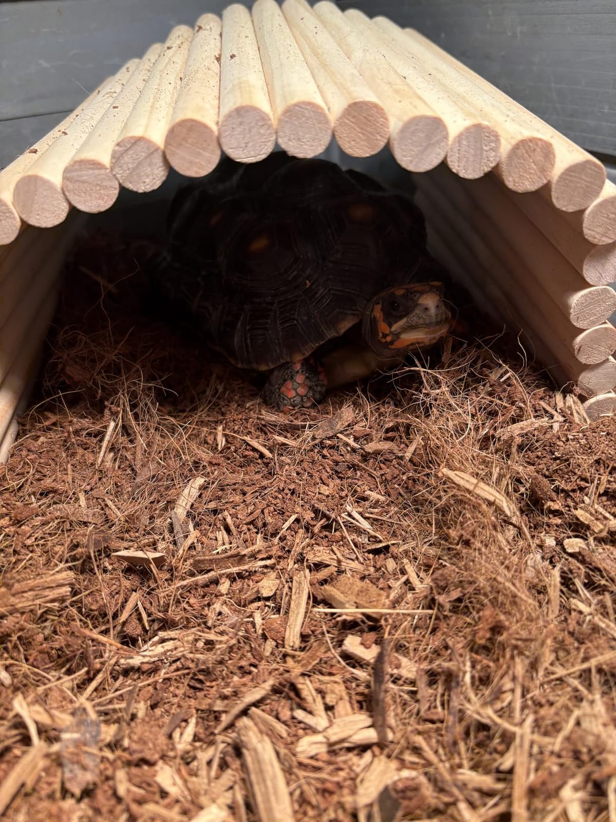 Hamiledyi Extra Large Wooden Reptile Hideout Bearded Dragon Bendy Bridge Climbing Ladder Hiding Hut Reptiles Hide Cave Habitat Decor for Lizards Gecko Spiders Snakes Tortoise(XL:20
