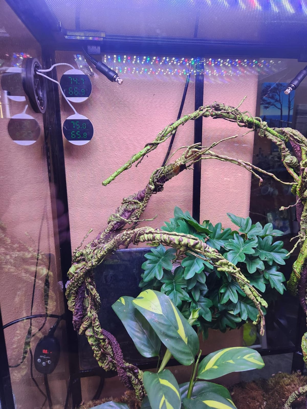 REPTI ZOO Upgrade Reptile Heat Mat with Thermostat - 8 x 12 Inch for 30-40 gal Tank customer photo 1