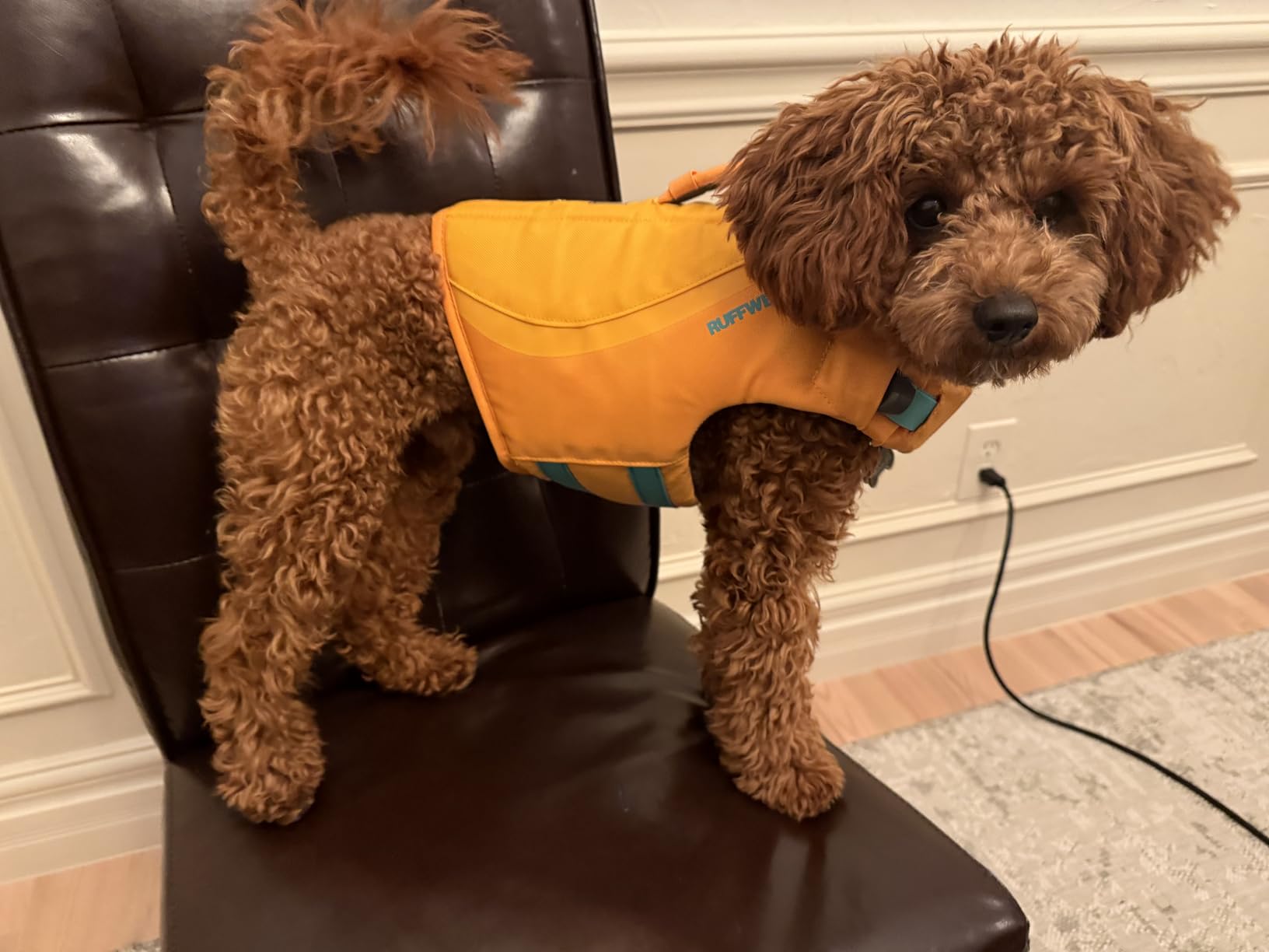 Ruffwear, Float Coat Dog Life Jacket, Swim Vest, Wave Orange, Small customer photo 1