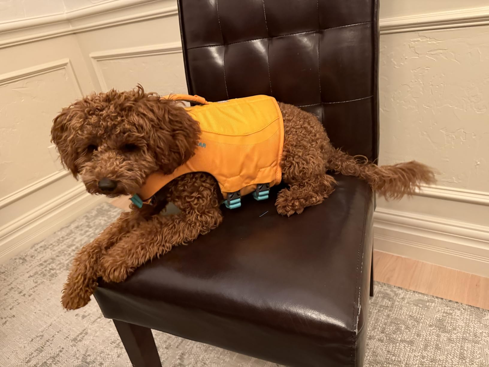 Ruffwear, Float Coat Dog Life Jacket, Swim Vest, Wave Orange, Small customer photo 2
