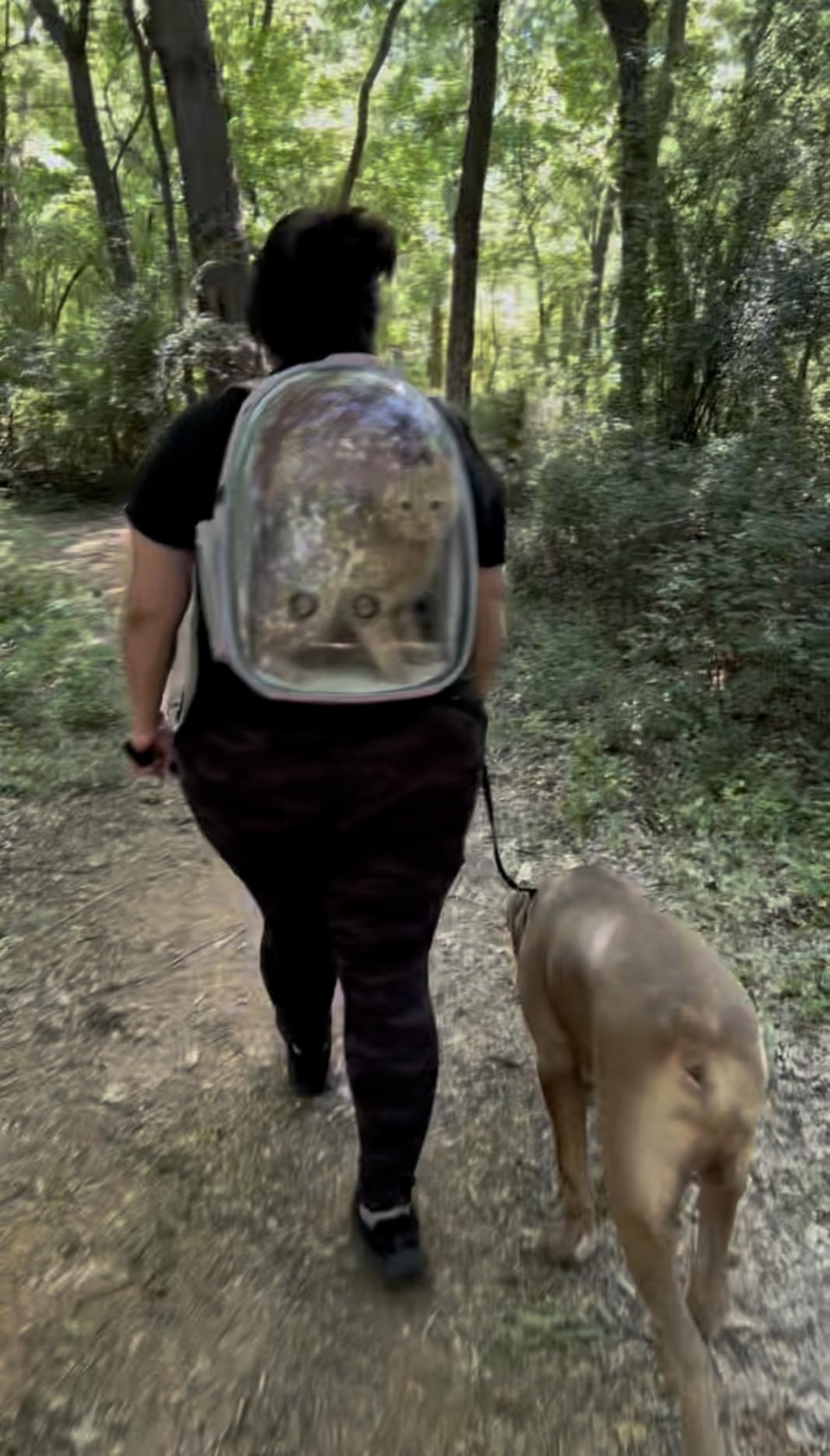 Lollimeow Cat Carrier Backpack, Expandable Bubble Pet Carrier for Cats and Small Dogs, Airline Approved Travel Backpack for Hiking, Walking & Outdoor Adventures - Supports up to 16 lbs customer photo 1