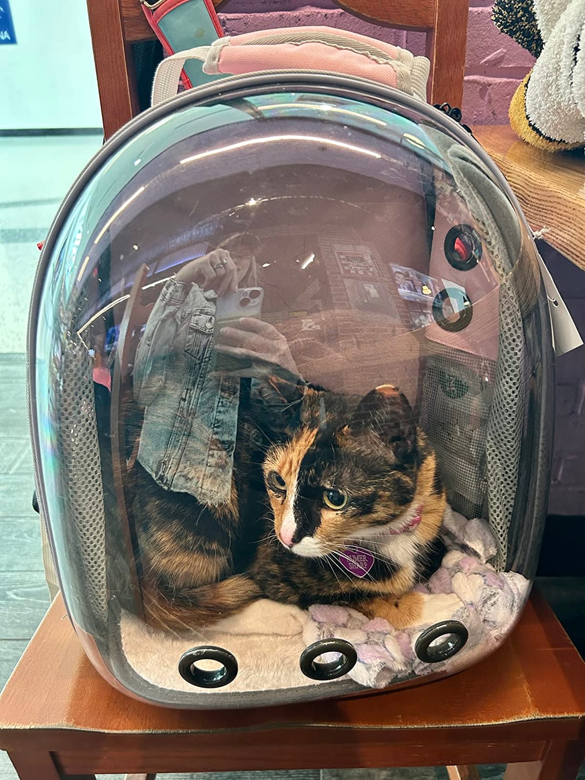 Lollimeow Cat Carrier Backpack, Expandable Bubble Pet Carrier for Cats and Small Dogs, Airline Approved Travel Backpack for Hiking, Walking & Outdoor Adventures - Supports up to 16 lbs customer photo 2