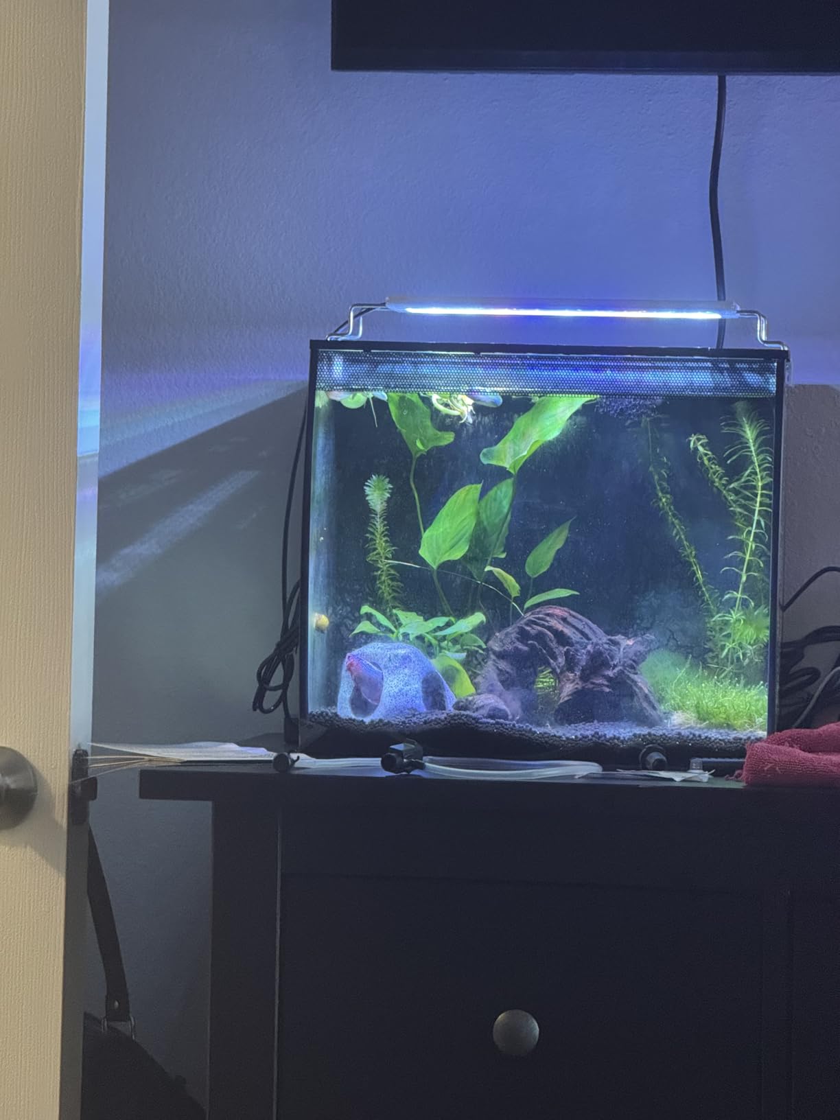 Ameliade Betta Fish Tank Rock Cave Decor Aquarium Accessories, Medium | Aquarium Decorations Stones House for Hiding and Breeding, Ideal Hideout Decor for Shrimp Cichlid, Small Fish Bowl Ornament customer photo 1