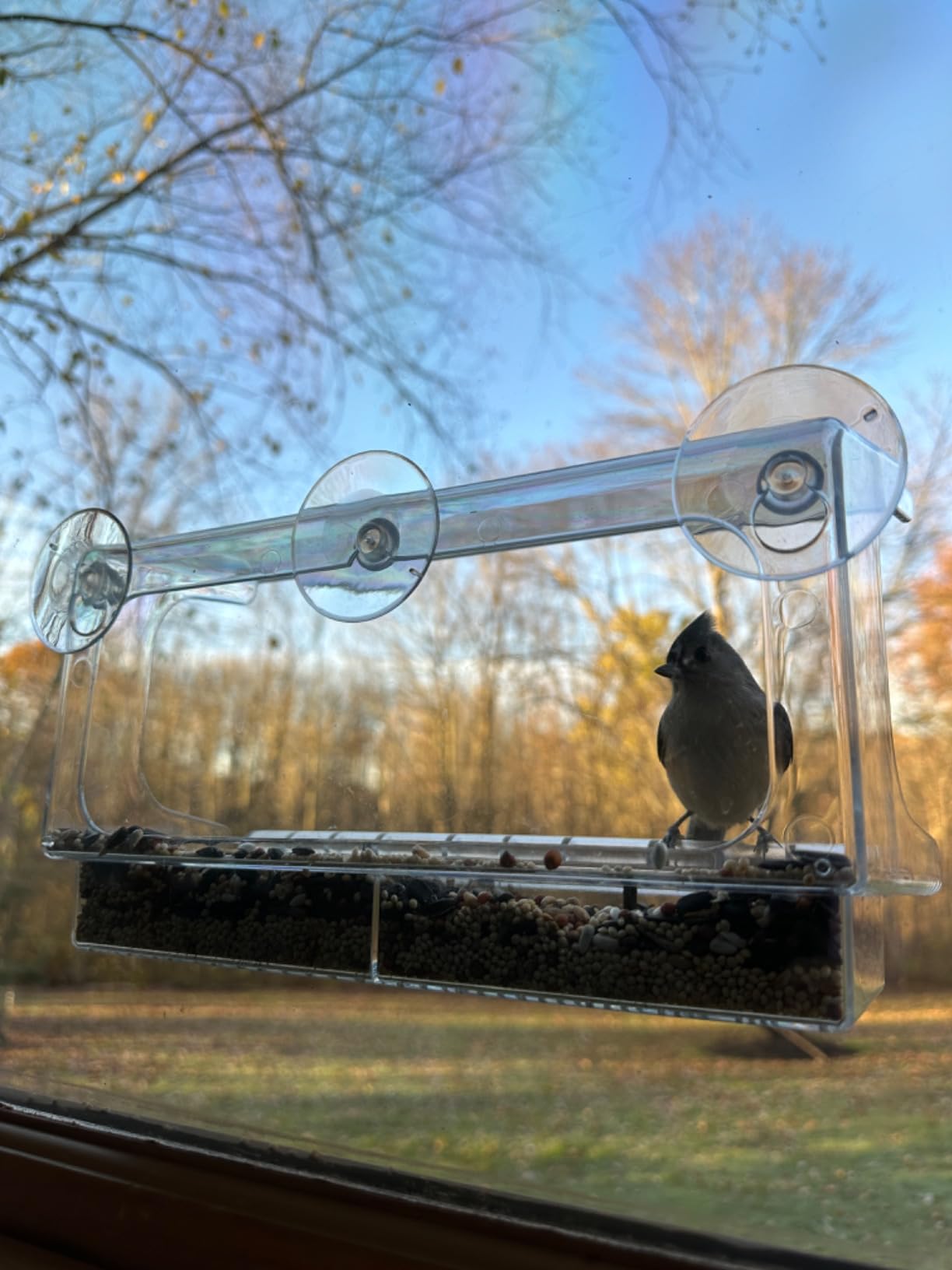 LUJII Shatterproof Window Bird Feeder with Strongest Suction Cups, Polycarbonate Window Mount Feeder with Crystal Clear View & Life-Out Tray, Fits Bigger Birds Like Cardinal or Blue Jay, Clear customer photo 2