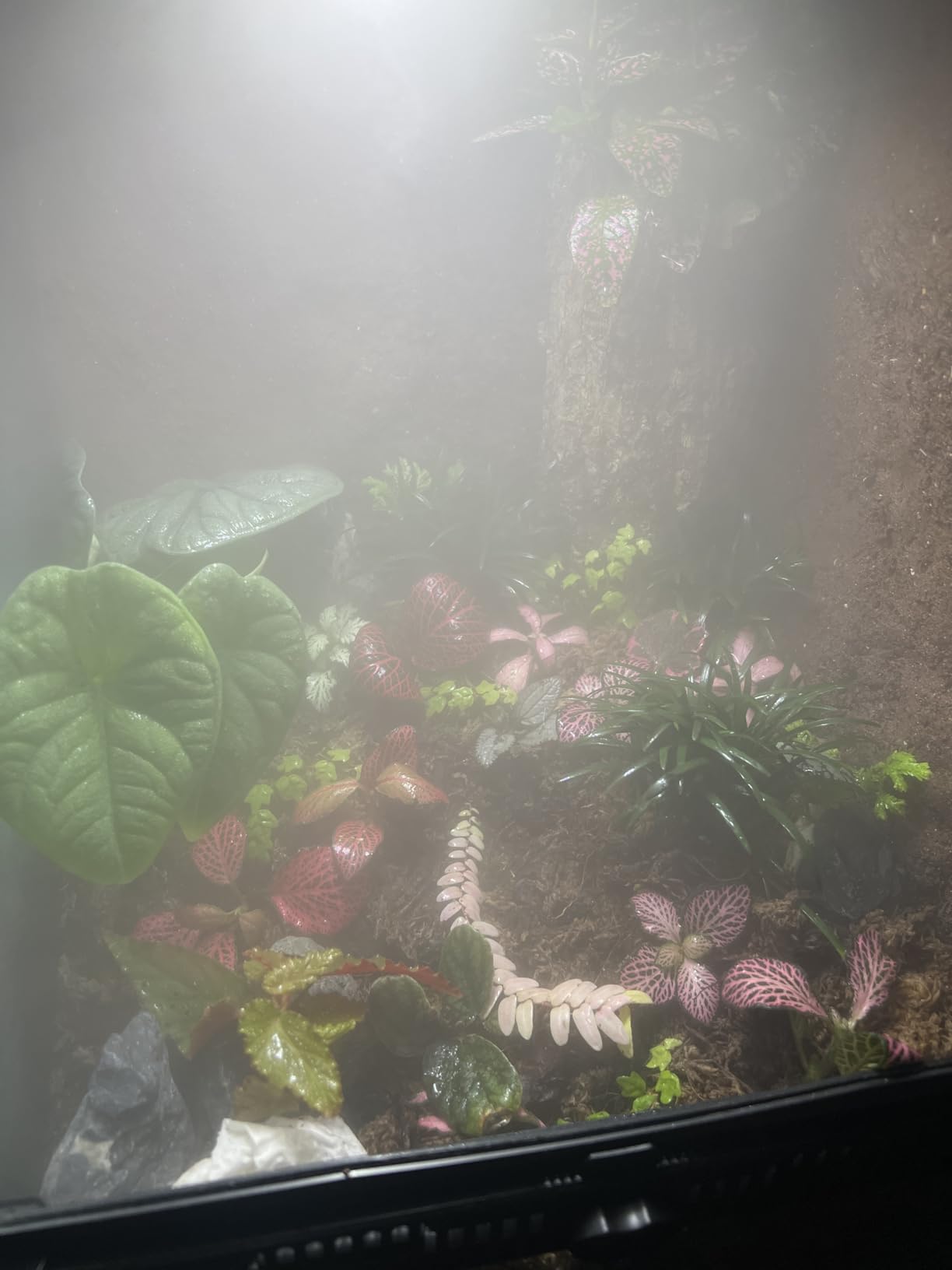 Coospider 4.2L Top Fill Reptile Humidifier, Fogger Mister for Reptiles Tank, Terrariums Humidifiers with Extended Hose/Tube, Reptile Misting System for Reptiles Amphibians Herps Vivarium customer photo 1