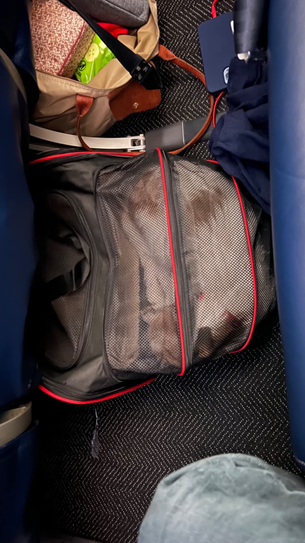 Petsfit Medium Expandable Cat Carrier for Air Travel, Up to 13 lb | 17 x 11 x 11 in; sized for Delta Airlines, with locking zippers, a handy D-ring, large pocket and multi-side ventilation. customer photo 2