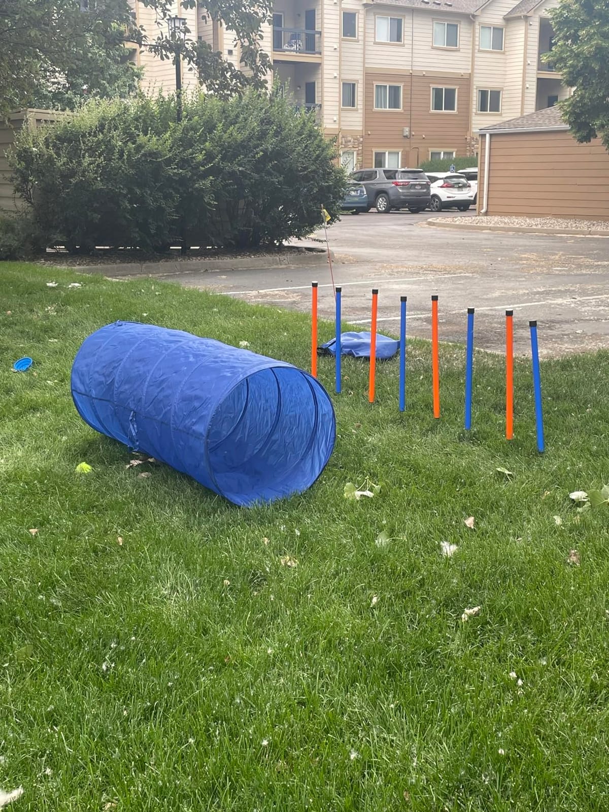 Dog Agility Training Equipment, 60-piece Dog Obstacle Course Training Starter Kit Pet Outdoor Game with Tunnel, Agility Hurdle, Weave Poles, Jump Ring, Pause Box, Toy Balls and Storage Bag customer photo 1