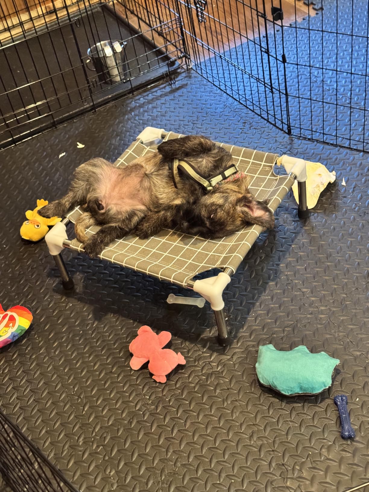 Elevated Pet Bed Dog Cot- Raised Pet Bed for Small Dogs customer photo 1