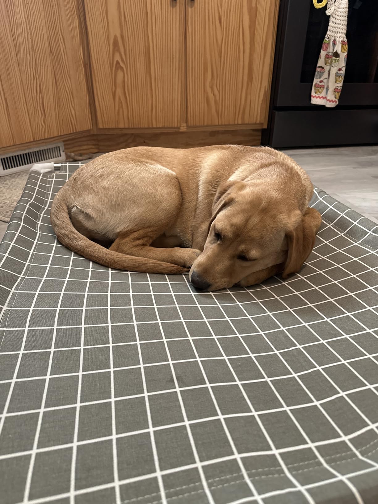 Elevated Pet Bed Dog Cot- Raised Pet Bed for Small Dogs customer photo 2