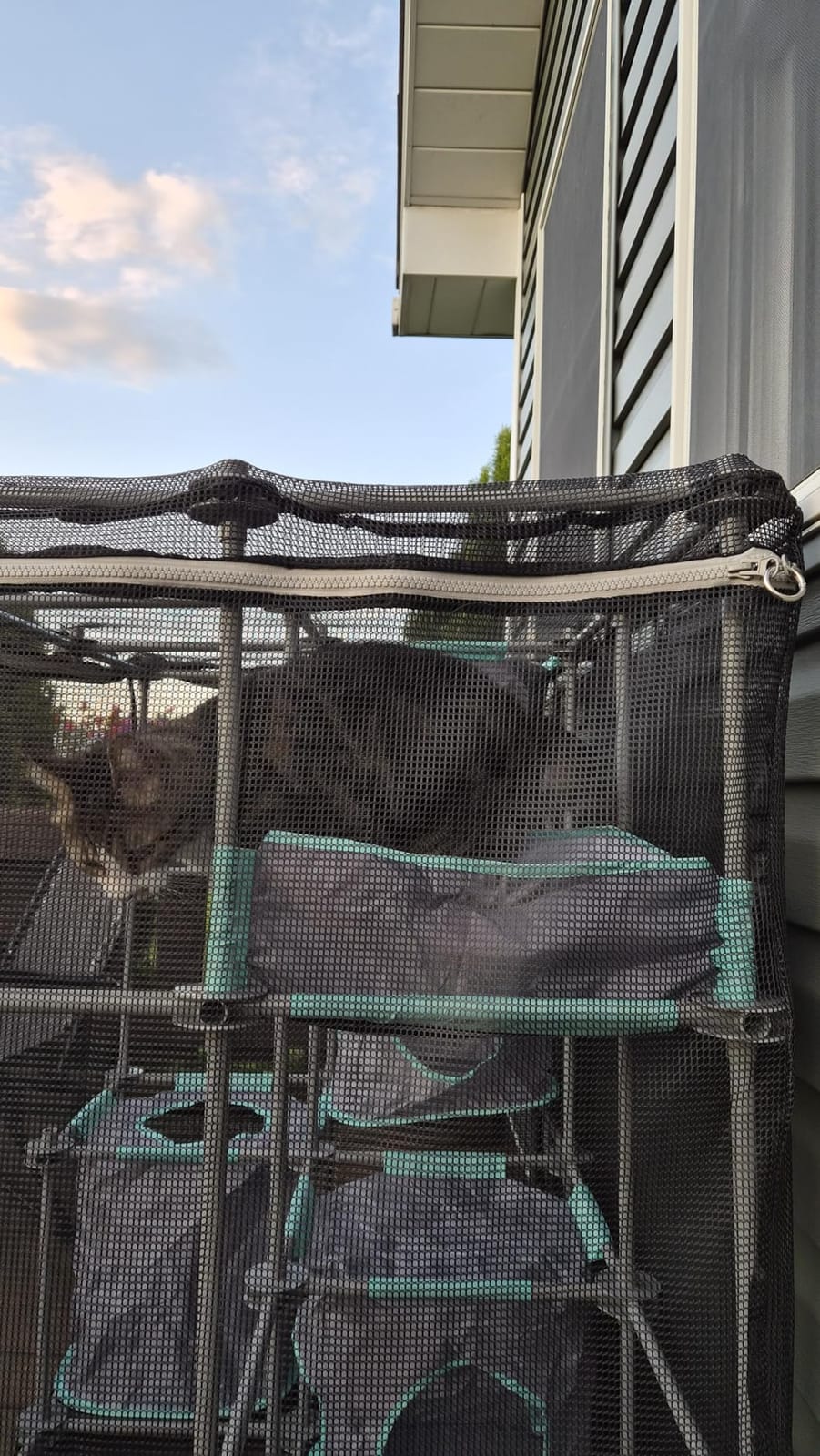 Kitty City Outdoor Catio Furniture and Play Kits for Cats, Outdoor Mega Kit customer photo 1