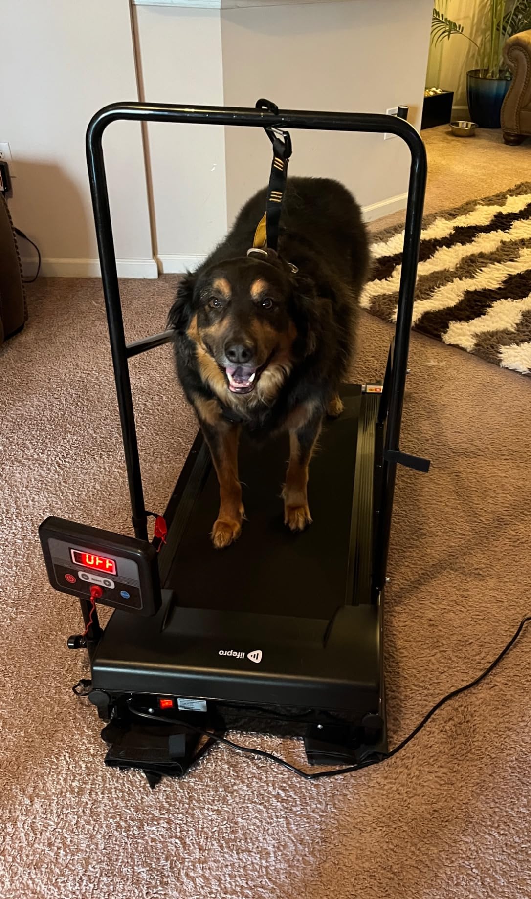 Lifepro PawRunner Dog Treadmill for Small & Medium Dogs, Remote Control customer photo 1