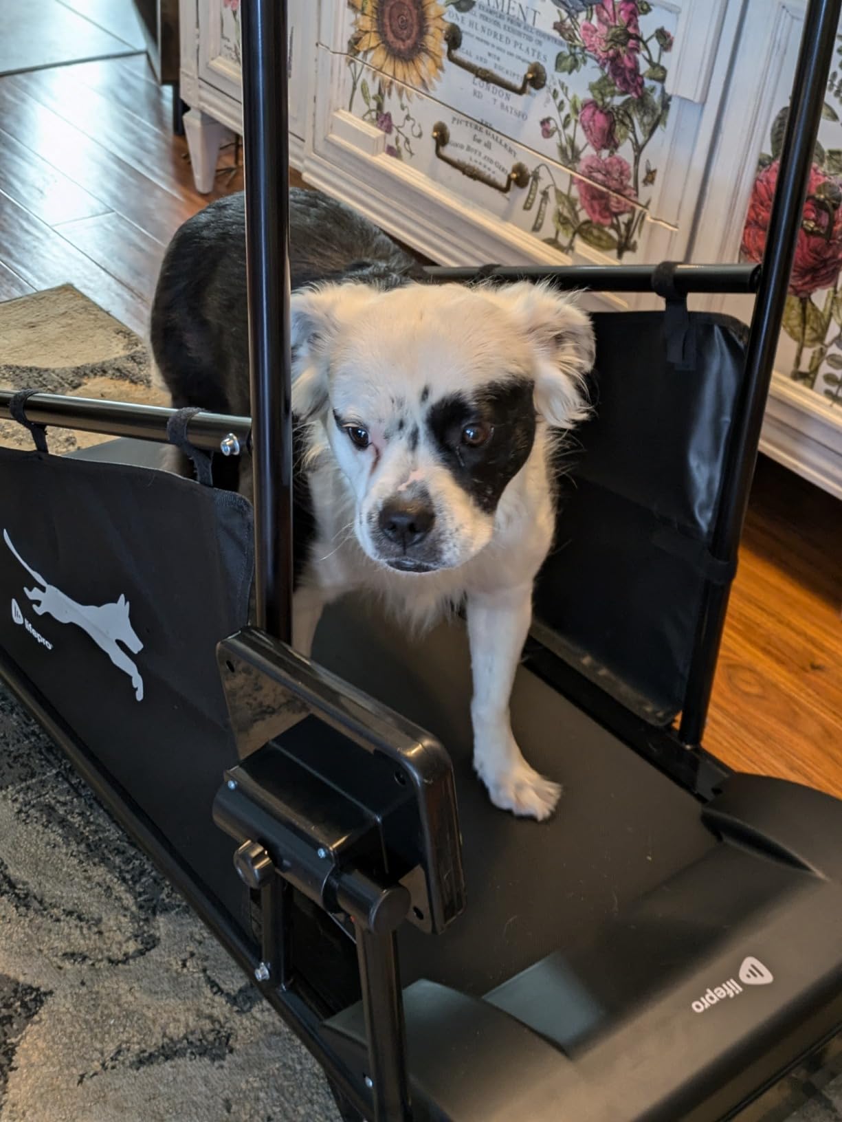 Lifepro PawRunner Dog Treadmill for Small & Medium Dogs, Remote Control customer photo 2