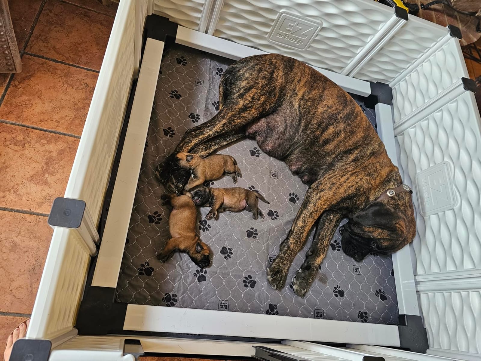 EZwhelp EZclassic Large Dog Whelping Box with Rails, 48x48x18 in, Gray Pad customer photo 1