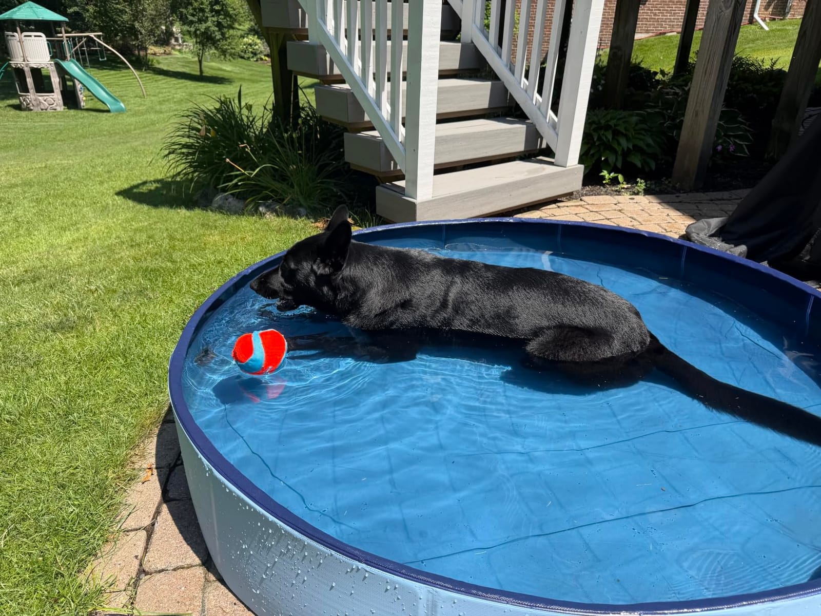 VISTOP Extra Large Foldable Dog Pool XXL, Hard Plastic Shell Portable Swimming Pool for Dogs Cats and Kids Pet Puppy Bathing Tub Collapsible Kiddie Pool (67inch.D x 11.8inch.H, Blue) customer photo 1