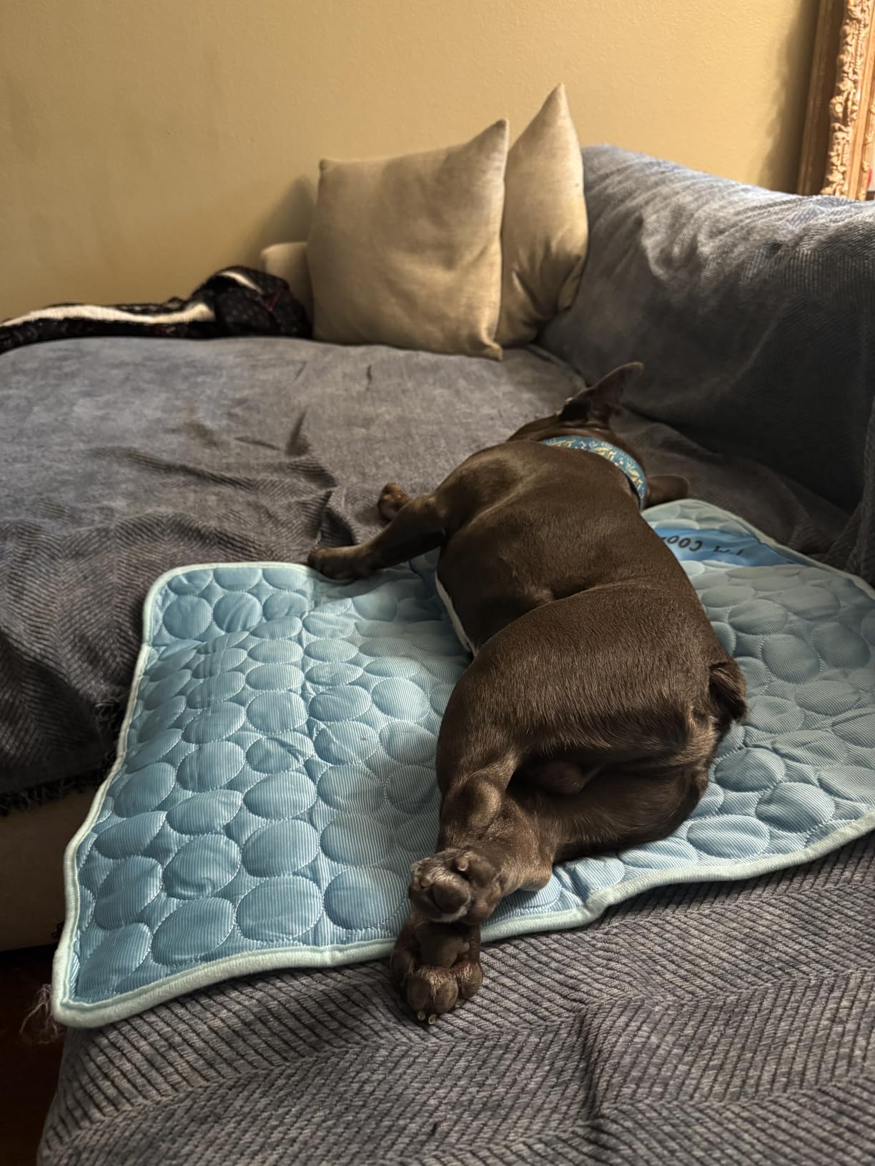 INSPECTOR TAIL Dog Cooling Mat, Indoor & Outdoor, Large Self Cooling Pad customer photo 1