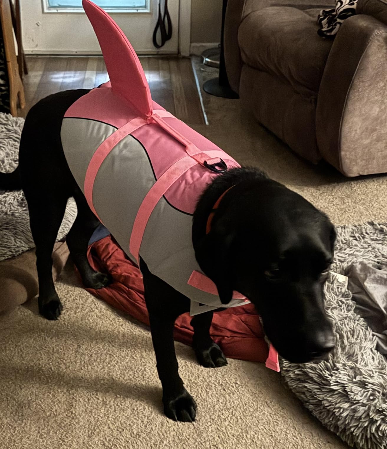 EMUST Large Dog Life Jacket, Pet Life Vests for Swimming, Small/Medium/Large Dog Flotation Vest with Rescue Handle for Water at Pool, Beach, Boating (XL,Pool Blue) customer photo 2