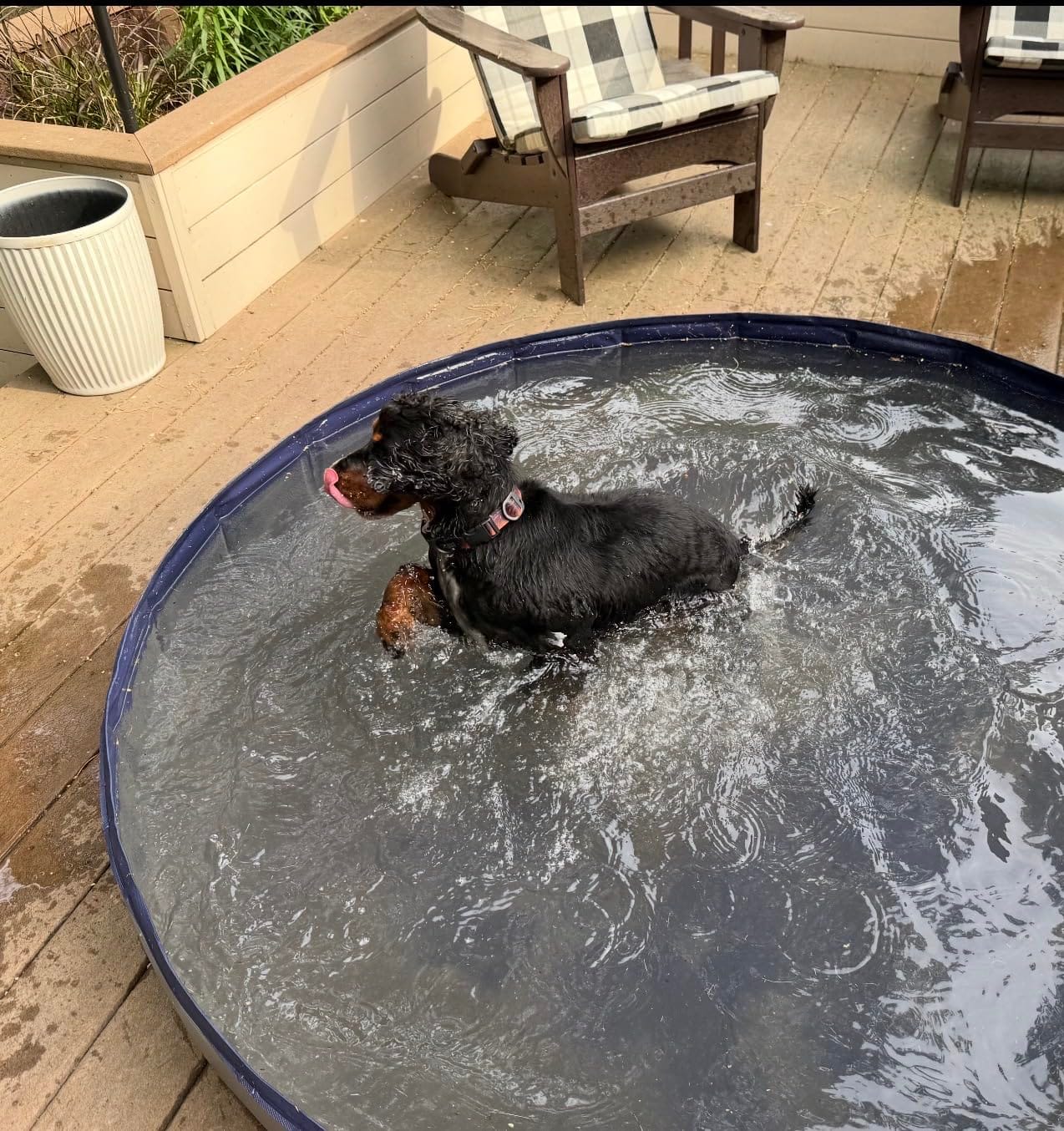 Niubya Foldable Dog Pool, Collapsible Plastic Dog Swimming Pool, 72x12in customer photo 2