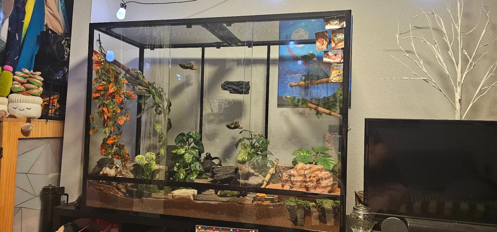 135 Gallon Reptile Terrarium, 48 x 18 x 36 inch Full Tempered Glass Vertical Reptile Tank, Front Sliding Door with Top Screen Ventilation Reptile Amphibian Tall & Extra-Long Habitat Enclosure Cage customer photo 1